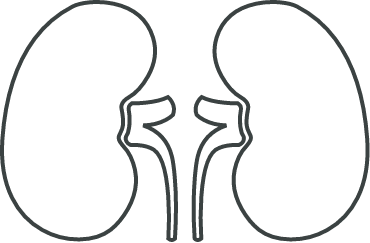 kidney icon