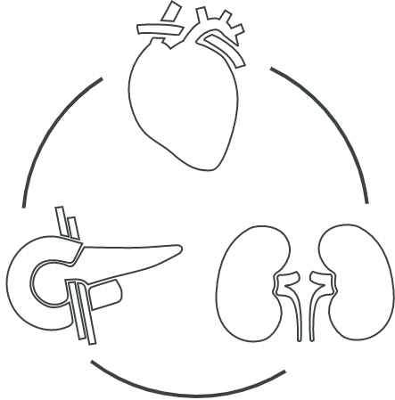 vital organs icon